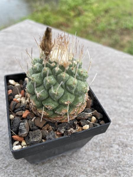 Strombocactus disciformis